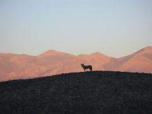 A lone coyote hunts at dusk at Death Valley National Park
