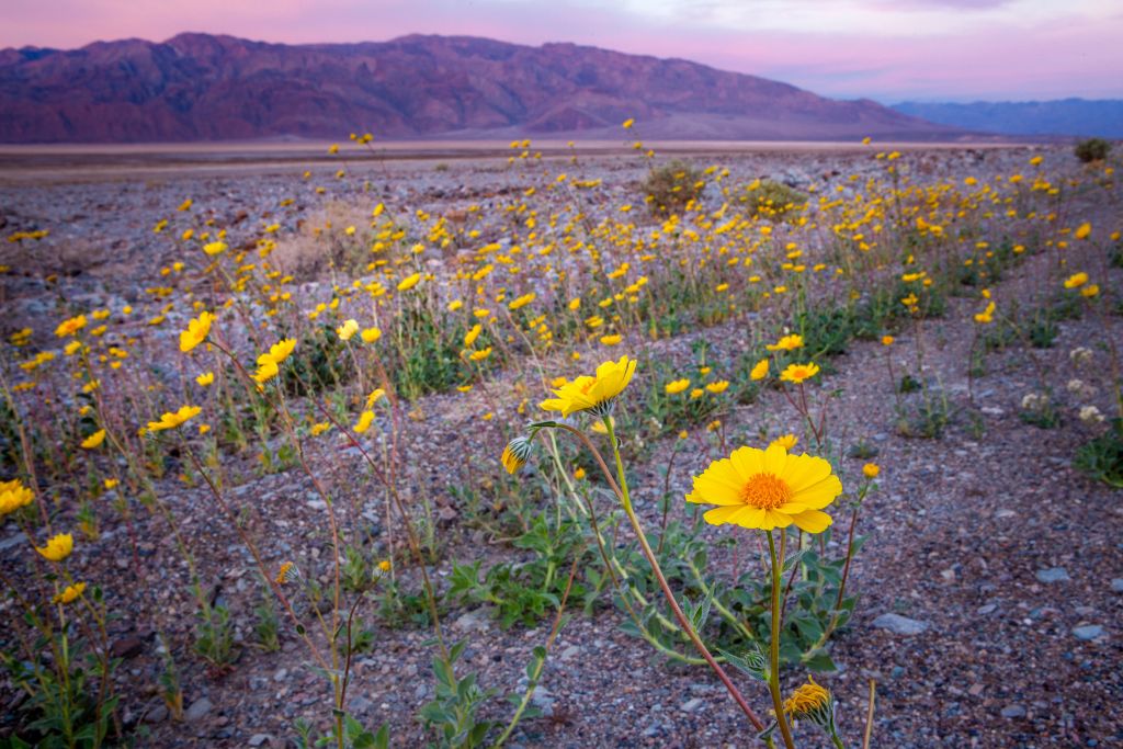 Super Bloom Of Desert Gold Wildflowers At Sunrise, Death Valley