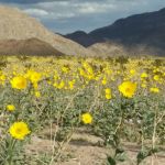 Wildflowers in Death Valley