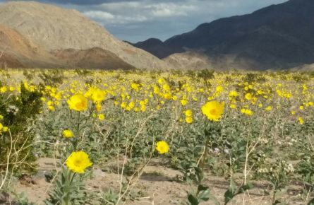Wildflowers in Death Valley