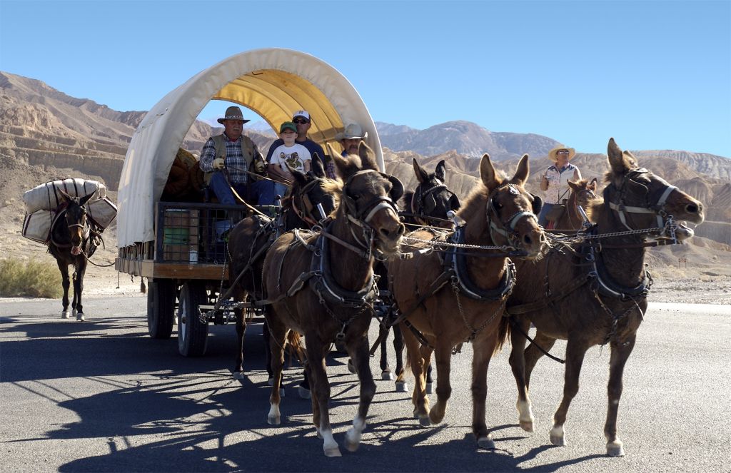 Mules pulling wagon