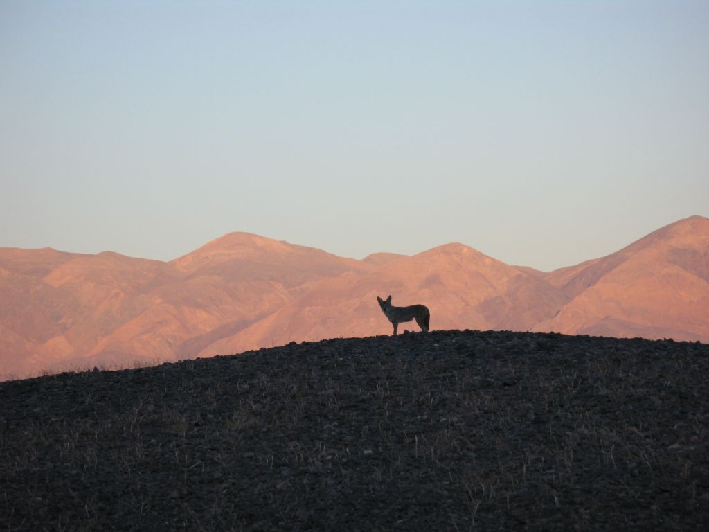 A lone coyote hunts at dusk at Death Valley National Park.