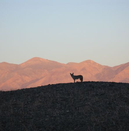 Call of the Wild in Death Valley