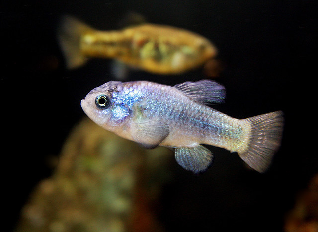 A pupfish with silver and blue scales.