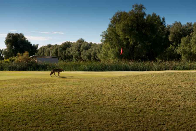 Ranch Pool