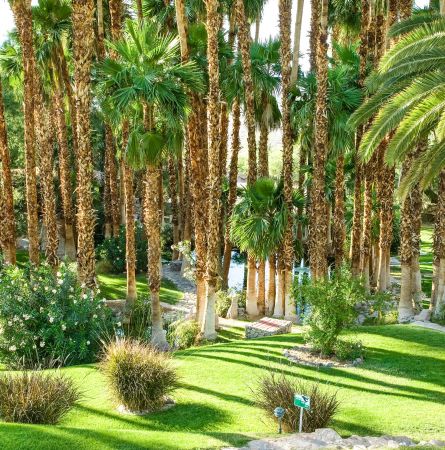 Palms garden at Oasis