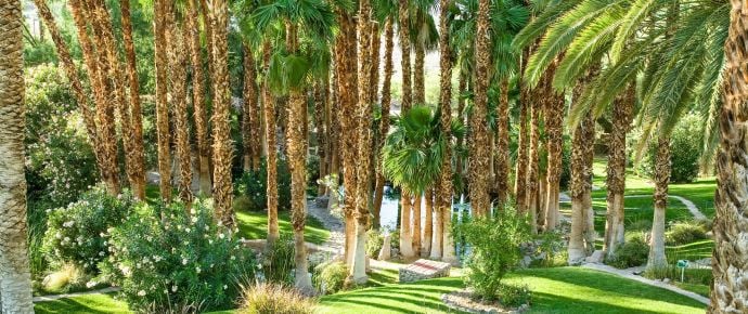 Palms garden at Oasis