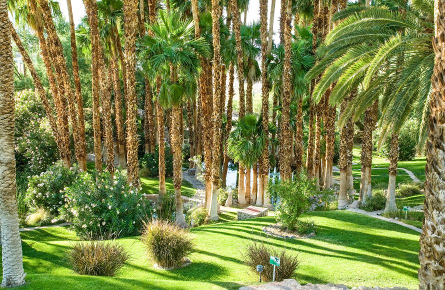 Palms garden at Oasis