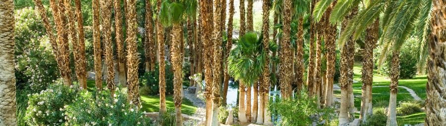 Palms garden at Oasis