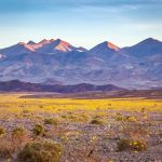 Super Bloom Of Desert Gold Desert Wildflowers, Death Valley