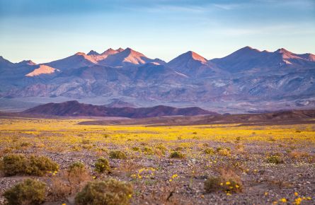 Super Bloom Of Desert Gold Desert Wildflowers, Death Valley