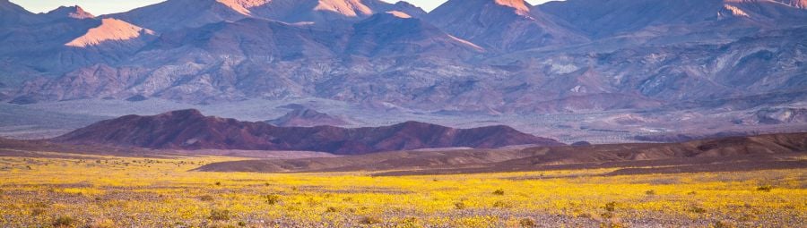 Super Bloom Of Desert Gold Desert Wildflowers, Death Valley