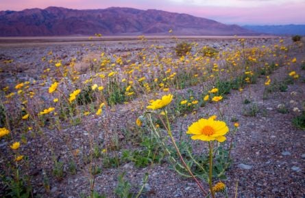 Super Bloom Of Desert Gold Wildflowers At Sunrise, Death Valley