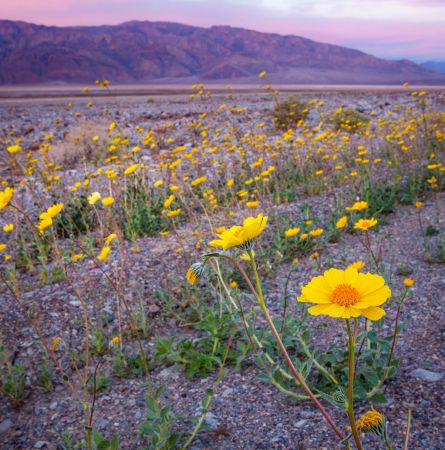 Super Bloom Of Desert Gold Wildflowers At Sunrise, Death Valley