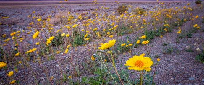 Super Bloom Of Desert Gold Wildflowers At Sunrise, Death Valley