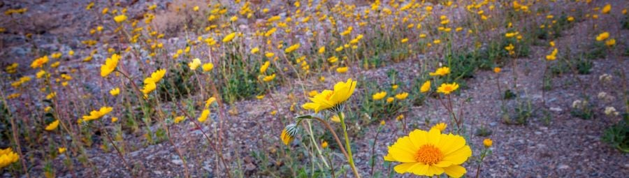 Super Bloom Of Desert Gold Wildflowers At Sunrise, Death Valley