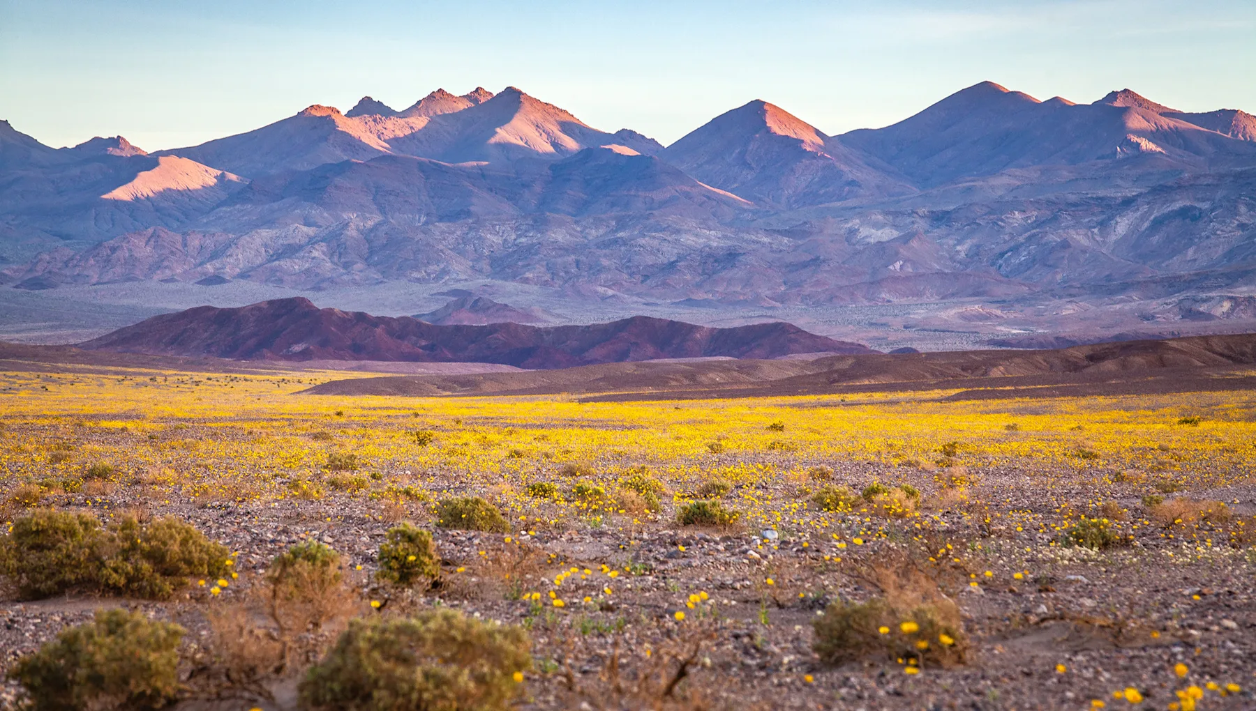 A Rare Wildflower Bloom in Death Valley National Park