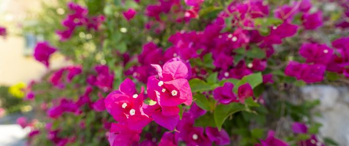 oasis-inn-bougainvillea-7