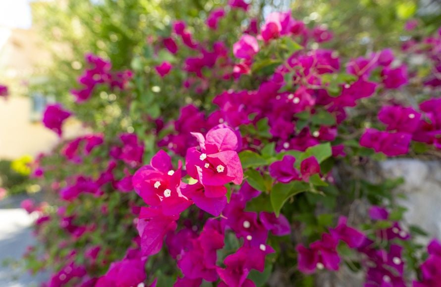 oasis-inn-bougainvillea-7